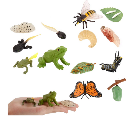 Auf der Wiese: Tipp - Lebenszyklus Frosch - Biene - Schmetterling