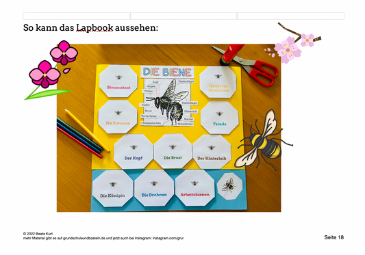 Die Biene – ein Lapbook gestalten